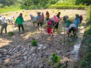 penanaman padi serentak di kelompok tani Tanjuang Alai Nagari Sungai Pinang