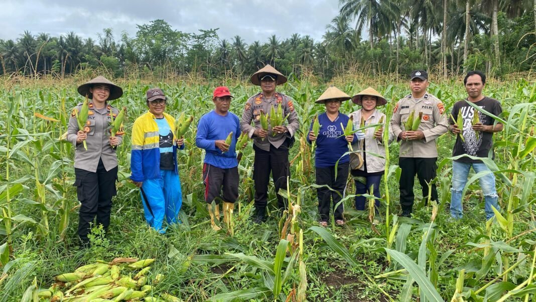 *Dukung Ketahanan Pangan dan Makan Bergizi Gratis, Polsek Sahu Panen 2 Ton Jagung Manis* *Dukung Ketahanan Pangan dan Makan Bergizi Gratis, Polsek Sahu Panen 2 Ton Jagung Manis*