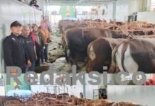 Sapi Kurban Sumbangan Presiden Tiba di Fakfak, Tim Teknis Pastikan Bebas PMK dan Brucellosis