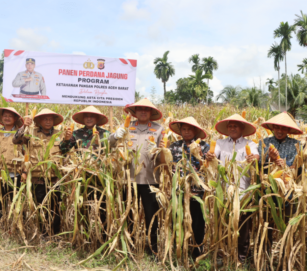 Kapolres Aceh Barat Lakukan Panen Jagung Perdana di Lahan Ketahanan Pangan Kapolres Aceh Barat Lakukan Panen Jagung Perdana di Lahan Ketahanan Pangan