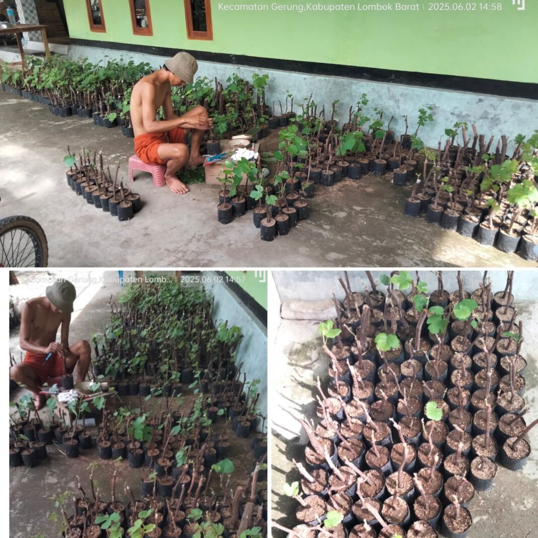 HALILUL RAHMAN, PETANI ANGGUR DUSUN PESENG YANG TERLUPAKAN PEMDES TAMAN AYU KEC.GERUNG KAB.LOBAR HALILUL RAHMAN, PETANI ANGGUR DUSUN PESENG YANG TERLUPAKAN PEMDES TAMAN AYU KEC.GERUNG KAB.LOBAR