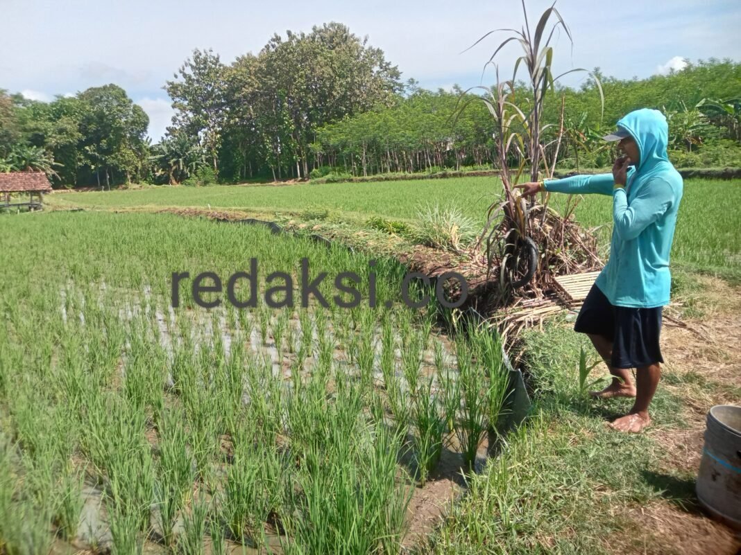 Ketahanan Pangan Terancam, Tikus Menggila – PPL Masih Bungkam? Ketahanan Pangan Terancam, Tikus Menggila – PPL Masih Bungkam?