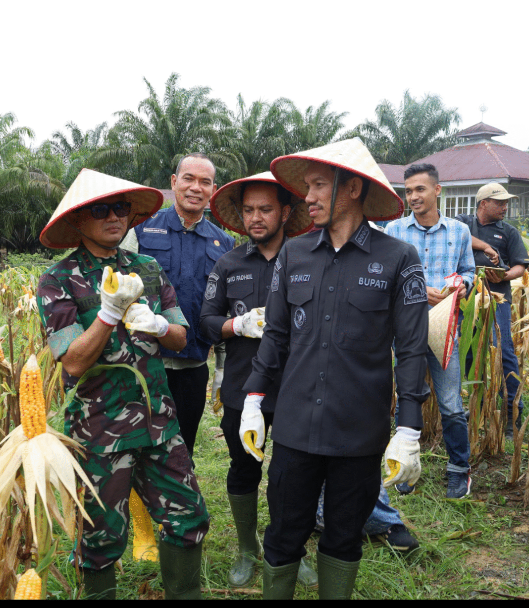 Pemkab Aceh Barat Gelar Panen Raya Jagung Kuartal II Secara Serentak di Padang Sikabu Kaway XVI Pemkab Aceh Barat Gelar Panen Raya Jagung Kuartal II Secara Serentak di Padang Sikabu Kaway XVI