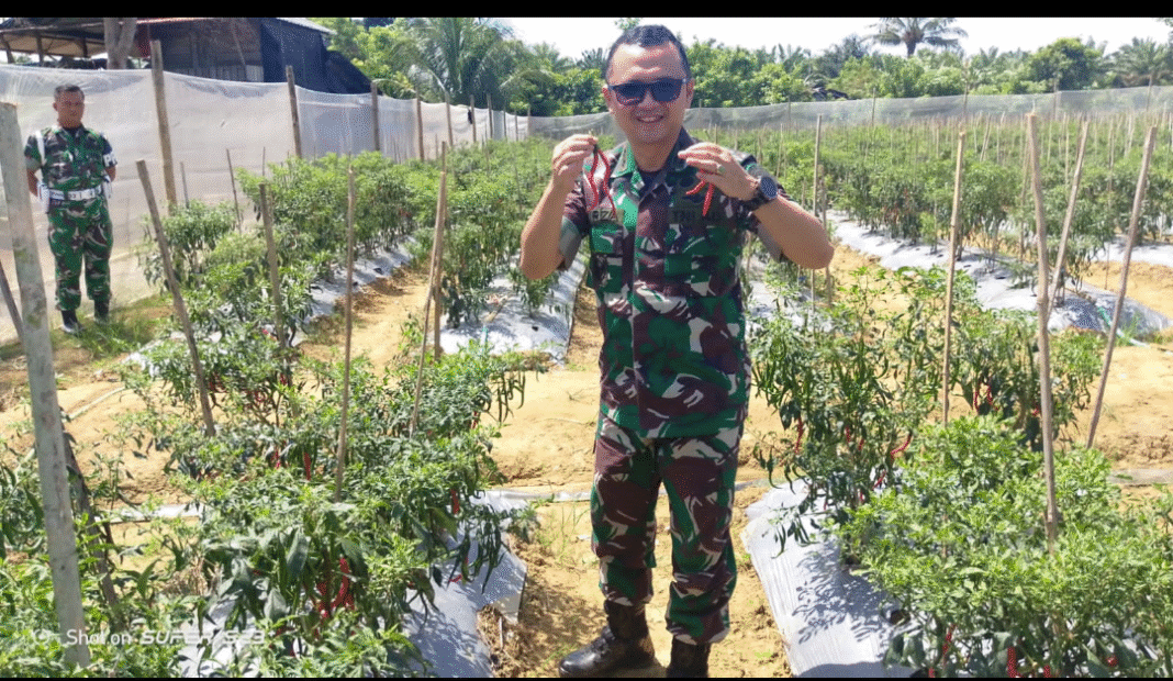 Kompi Produksi Menuai Hasil Melimpah, Dandim 0105/Abar Memetik Hasil Panen Cabe Merah Kompi Produksi Menuai Hasil Melimpah, Dandim 0105/Abar Memetik Hasil Panen Cabe Merah