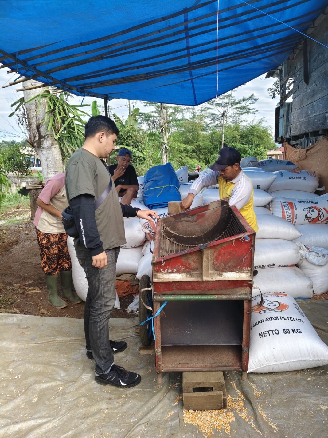 Unit Tipidter Melaksanakan Monitoring kegiatan Ketahanan Pangan Jagung Unit Tipidter Melaksanakan Monitoring kegiatan Ketahanan Pangan Jagung
