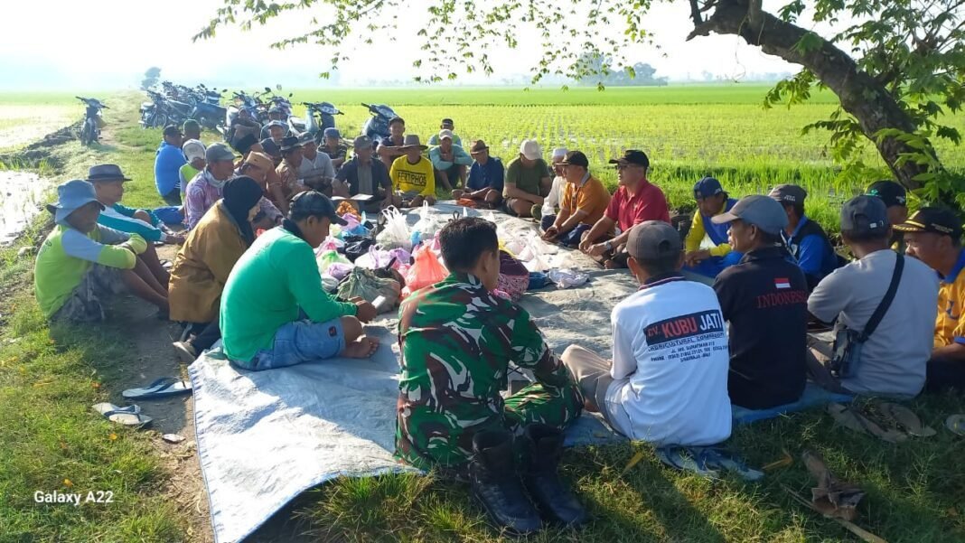 Tasyakuran Doa Bersama Muspika Kencong dan Petani Panen Padi Tasyakuran Doa Bersama Muspika Kencong dan Petani Panen Padi