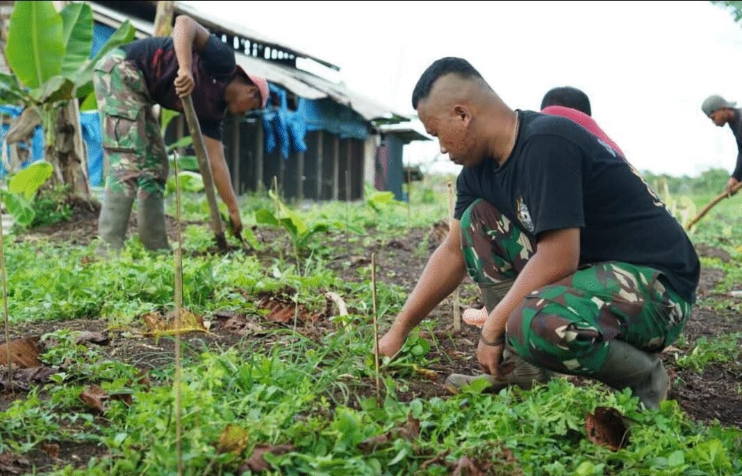 Wujudkan Ketahanan Pangan , Prajurit Korem 012/ TU Terus Merawat Tanaman Hortikultura Wujudkan Ketahanan Pangan , Prajurit Korem 012/ TU Terus Merawat Tanaman Hortikultura