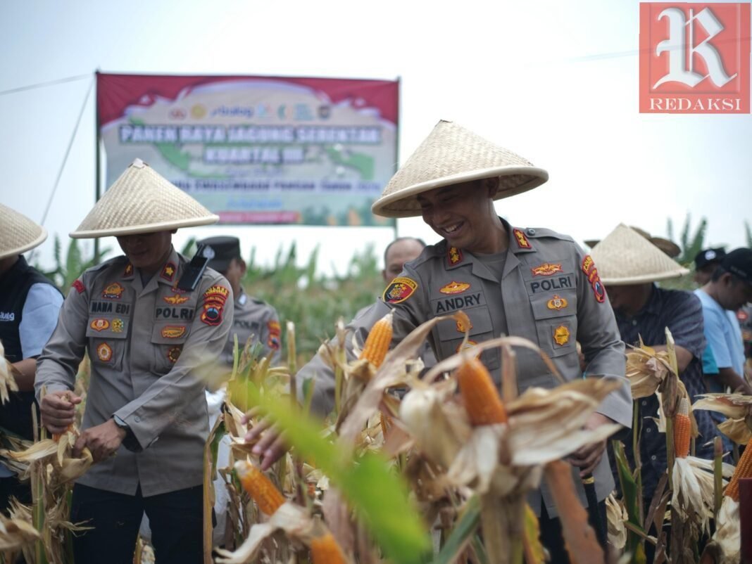 Panen Raya Kuartal III: Sinergi Polres Purworejo dan Pemkab Perkuat Ketahanan Pangan Nasional Panen Raya Kuartal III: Sinergi Polres Purworejo dan Pemkab Perkuat Ketahanan Pangan Nasional