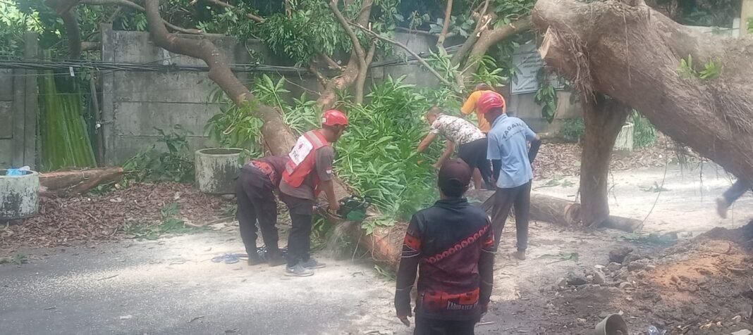 Pohon Tumbang Halangi Jalan, Relawan PMI Jember Gerak Cepat Lakukan Evakuasi Pohon Tumbang Halangi Jalan, Relawan PMI Jember Gerak Cepat Lakukan Evakuasi