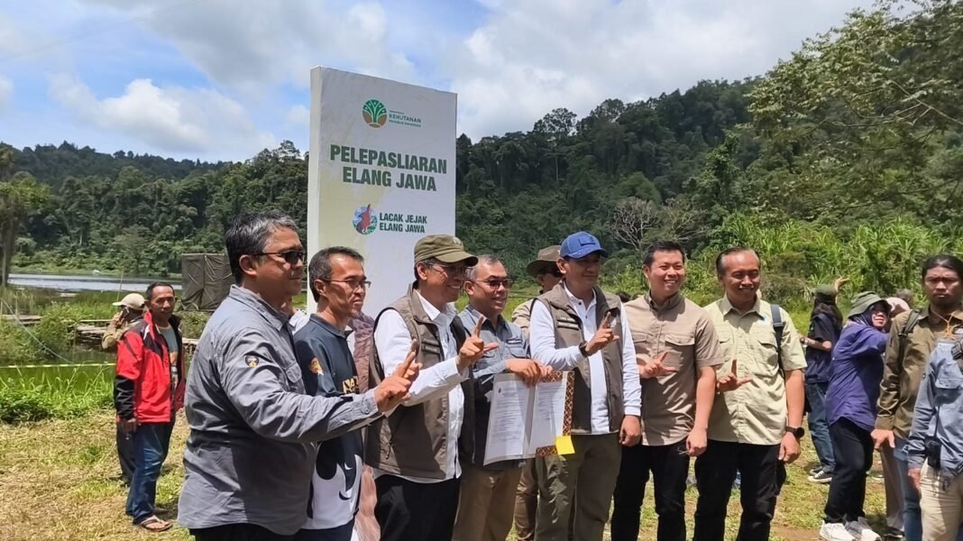 Elang Jawa Raja Dirgantara Kembali Dilepas ke Alam Taman Nasional Gunung Pangrango Sukabumi Elang Jawa Raja Dirgantara Kembali Dilepas ke Alam Taman Nasional Gunung Pangrango Sukabumi