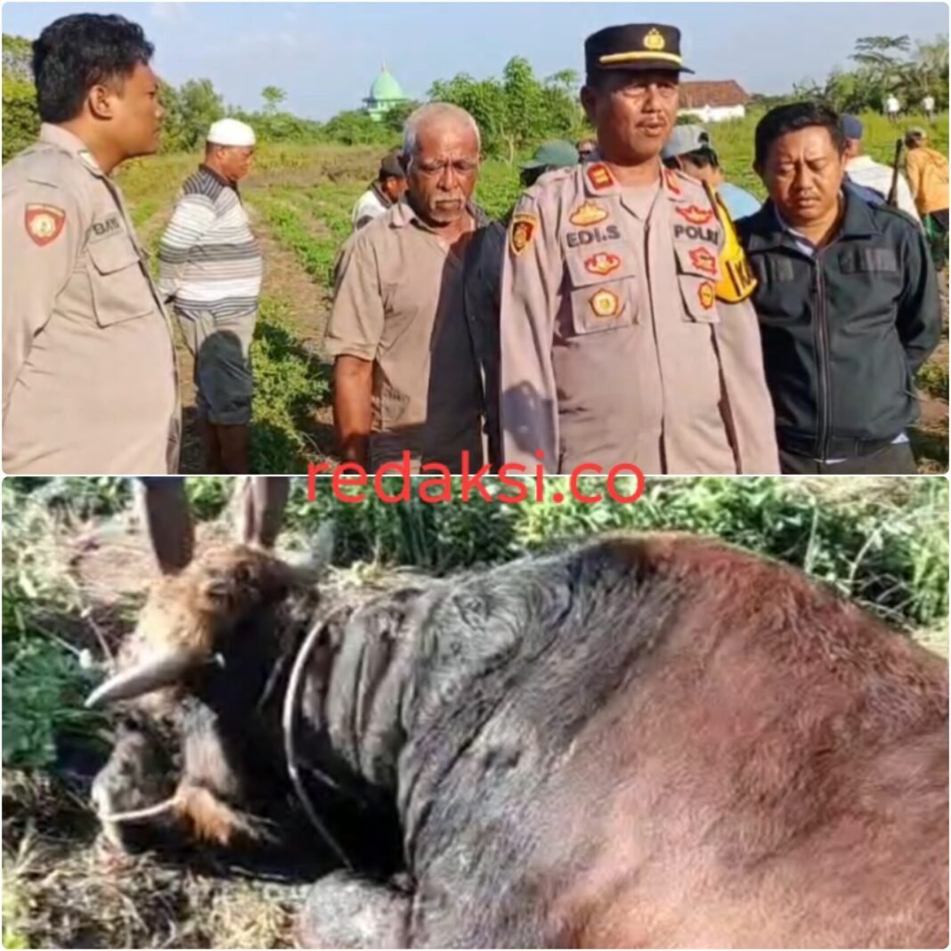 Bobol Kandang Warga Saat Dini Hari, Komplotan Pencuri Sapi aAsal Probolinggo Dibekuk Polisi Bobol Kandang Warga Saat Dini Hari, Komplotan Pencuri Sapi aAsal Probolinggo Dibekuk Polisi