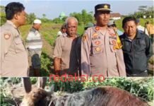 Bobol Kandang Warga Saat Dini Hari, Komplotan Pencuri Sapi aAsal Probolinggo Dibekuk Polisi