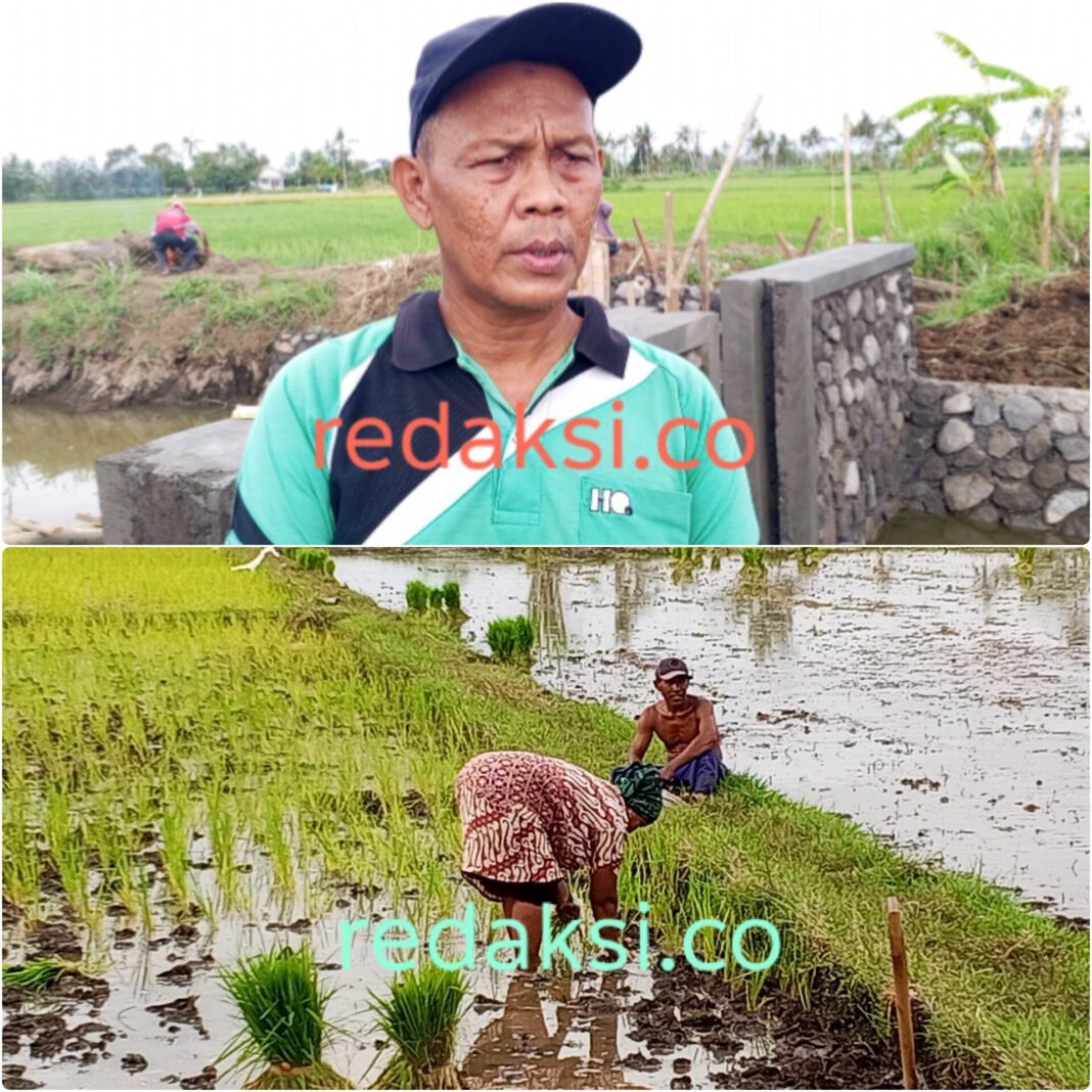 Puluhan Tahun Terendam, Lahan Pertanian di Kepanjen Kembali Produktif Berkat Program OPLAH Kementan Puluhan Tahun Terendam, Lahan Pertanian di Kepanjen Kembali Produktif Berkat Program OPLAH Kementan
