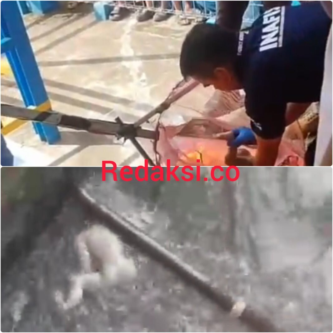 Tangis Warga Pecah di Dam Rowotamtu, Bayi Tak Bernyawa Ditemukan Mengambang di Sungai Bedadung Tangis Warga Pecah di Dam Rowotamtu, Bayi Tak Bernyawa Ditemukan Mengambang di Sungai Bedadung