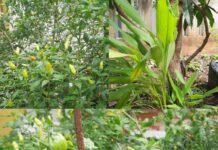 Solusi Pangan Mandiri dan Apotek Hidup di Pekarangan Rumah untuk Kesehatan