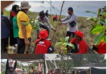 SIBAT PMI Jember Tanam Ribuan Pohon di Pantai Pansela, Perkuat Kesiapsiagaan Bencana