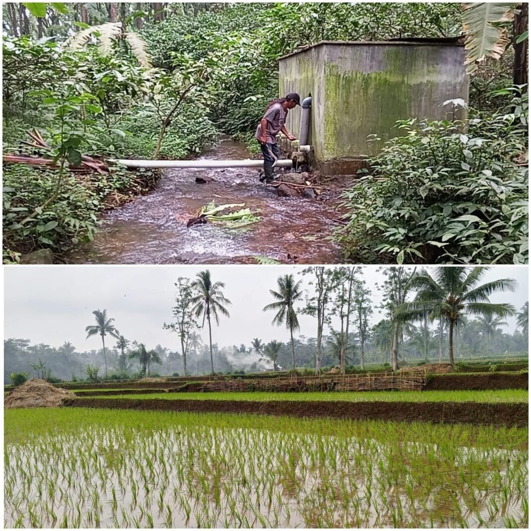 Optimasi Lahan Berbasis Mata Air Pegunungan, Desa Curah Kalong Jadi Motor Pangan Optimasi Lahan Berbasis Mata Air Pegunungan, Desa Curah Kalong Jadi Motor Pangan