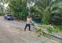 Pohon Tumbang Tutup Jalur Trans Sulawesi, Polsek Sampaga Bergerak Cepat Bersama Warga