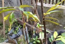 Mega Proyek Bibit Rp40 M Di Sulawesi Barat Membara! Dugaan Monopoli, MARK-UP, dan Bibit “Asal Jadi” Terkuak