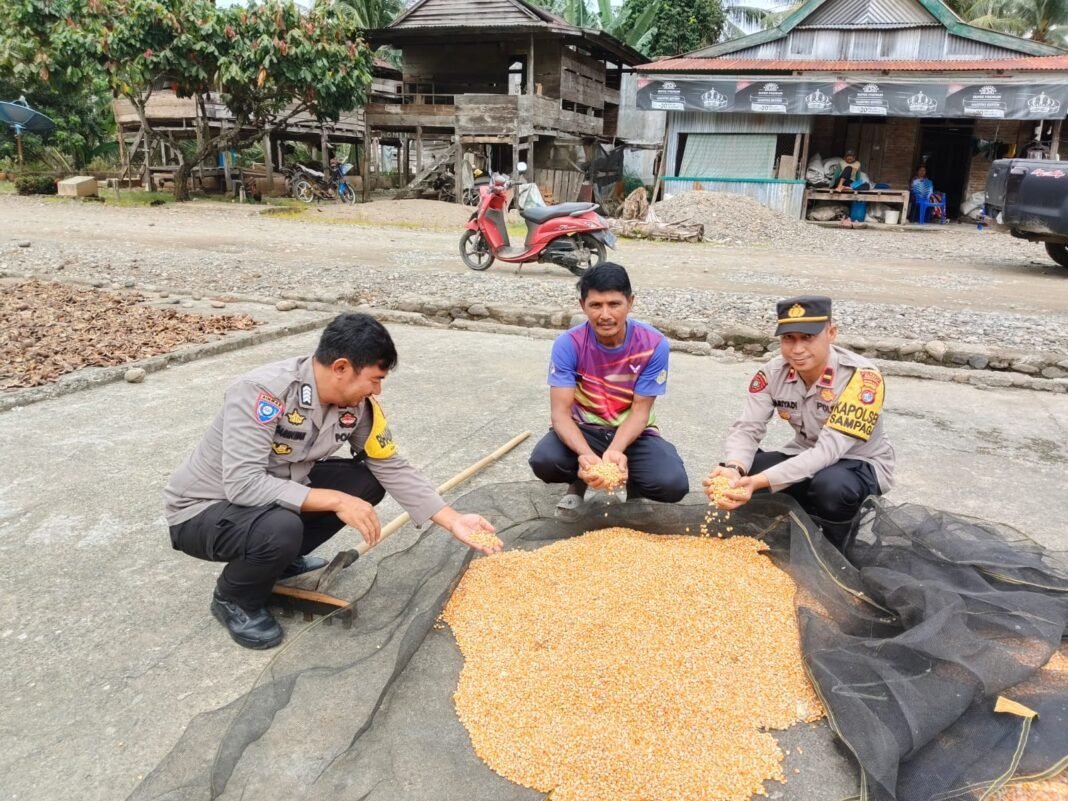 Polsek Sampaga Jemur 1 Ton Jagung, Polri Tancap Gas Kawal Swasembada Pangan di Mamuju Polsek Sampaga Jemur 1 Ton Jagung, Polri Tancap Gas Kawal Swasembada Pangan di Mamuju