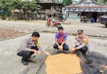 Polsek Sampaga Jemur 1 Ton Jagung, Polri Tancap Gas Kawal Swasembada Pangan di Mamuju