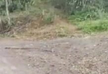 Pekerjaan Lapen 2024 Desa Sentral Baru, Amburadul,Dana Desa Diduga di Selewengkan Kepala Desa