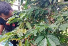 Desa Gunung Karamat Kecamatan Cisolok: Kembangkan Potensi Alam, Pertanian, dan Potensi Pariwisata