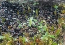 Bibit Kakao 2,7 Juta di Polewali Mandar: Diduga Tak Sesuai RAB, Banyak Bibit Mati, Aktivis Minta Audit