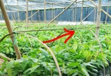 Diduga Bermasalah, Aktivis Desak Polda Sulbar Usut Proyek Bibit Kakao Rp8 Miliar di Polewali Mandar