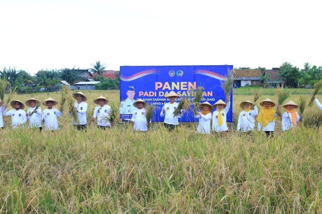 Panen Padi dan Sayuran di SAE Paswangi, Kakanwil Ditjenpas Jatim Puji Inovasi Pembinaan Lapas Banyuwangi Panen Padi dan Sayuran di SAE Paswangi, Kakanwil Ditjenpas Jatim Puji Inovasi Pembinaan Lapas Banyuwangi