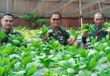 Panen Pakcoy di Makorem 182/JO, Langkah Sederhana untuk Ketahanan Pangan.