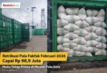 Retribusi Pala Fakfak Februari 2026 Capai Rp 98,9 Juta, Mutu Tetap Prima di Musim Pala Sela.