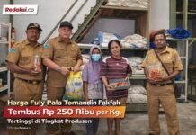 Harga Fuly Pala Tomandin Fakfak Tembus Rp 250 Ribu per Kg, Tertinggi di Tingkat Produsen.