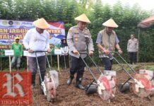 Dukung Ketahanan Pangan Nasional, Polres Purworejo Tanam Jagung Serentak di Desa Kalimiru