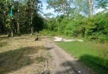 Dugaan Illegal Logging di Kawasan Hutan Banyuwangi, Klarifikasi Pejabat Dinilai Mengambang