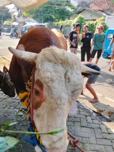 Qurban Menyatukan Jakarta;Dari Masjid Cut Nyak Dien Ribuan Warga Merasakan Spirit Keperdulian Yang Nyatas Qurban Menyatukan Jakarta;Dari Masjid Cut Nyak Dien Ribuan Warga Merasakan Spirit Keperdulian Yang Nyatas