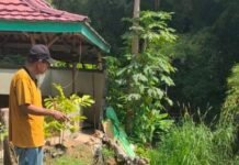 Dampak Erosi Sungai Dulang, Tembok Keliling Omah Lembu Farm di Purworejo Ambrol Sepanjang 40 Meter