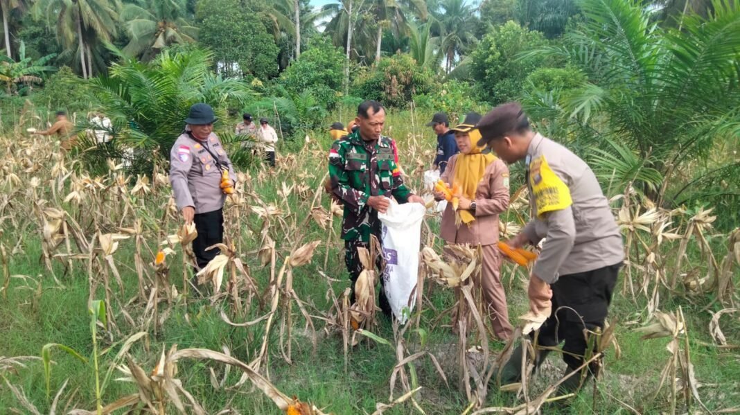 Dukung Ketahanan Pangan, Babinsa Koramil 05/Pemangkat Panen Jagung Bersama Forkopimcam Dukung Ketahanan Pangan, Babinsa Koramil 05/Pemangkat Panen Jagung Bersama Forkopimcam