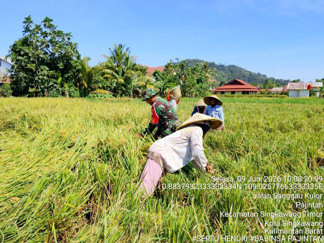 Dukung Ketahanan Pangan, Babinsa Pajintan Bantu Petani Panen Padi. Dukung Ketahanan Pangan, Babinsa Pajintan Bantu Petani Panen Padi.