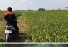 Dugaan Penyewaan Lahan Aset PG Semboro Tanpa Kewenangan Resmi, Alur Pembayaran Sewa Mulai Terungkap