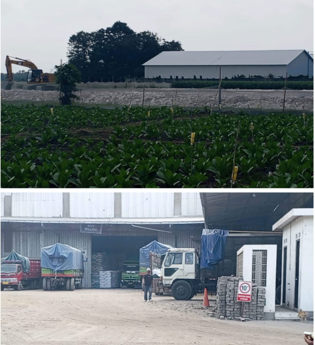 Diduga Sawah LP2B Diuruk, Ketahanan Pangan Jember Dipertaruhkan Diduga Sawah LP2B Diuruk, Ketahanan Pangan Jember Dipertaruhkan