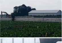 Diduga Sawah LP2B Diuruk, Ketahanan Pangan Jember Dipertaruhkan