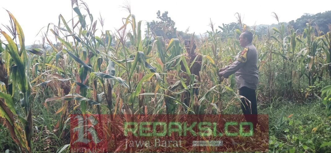Perkuat Ketahanan Pangan Desa, Bhabinkamtibmas Polsek Bungursari Dampingi Petani Jagung Perkuat Ketahanan Pangan Desa, Bhabinkamtibmas Polsek Bungursari Dampingi Petani Jagung