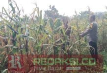 Perkuat Ketahanan Pangan Desa, Bhabinkamtibmas Polsek Bungursari Dampingi Petani Jagung