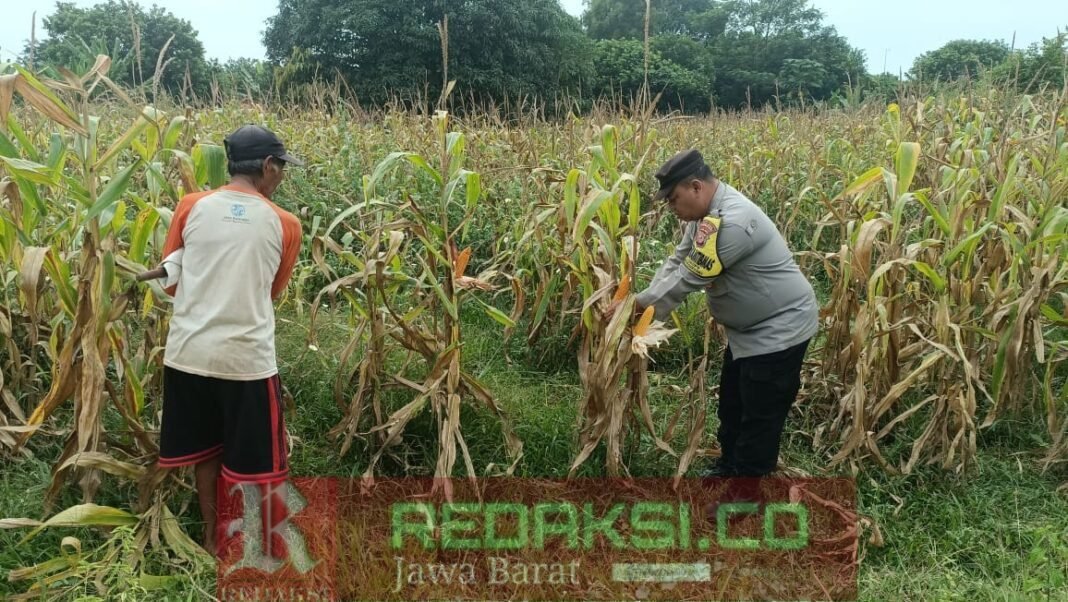 Bhabinkamtibmas Polsek Bungursari Pantau Panen Jagung Hibrida di Cikopo Demi Target Produksi Bhabinkamtibmas Polsek Bungursari Pantau Panen Jagung Hibrida di Cikopo Demi Target Produksi