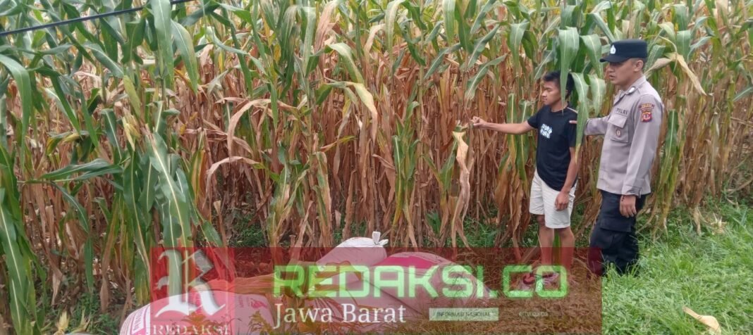 Anggota Polsek Kiarapedes Pantau dan Cek Hama Jagung Hibrida Milik Warga Anggota Polsek Kiarapedes Pantau dan Cek Hama Jagung Hibrida Milik Warga