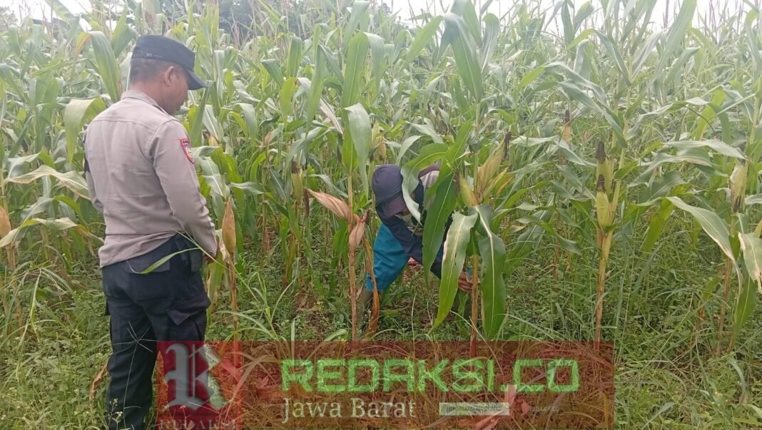 Dekat dengan Petani, Bhabinkamtibmas Polsek Bungursari Dorong Swasembada Pangan di Desa Dekat dengan Petani, Bhabinkamtibmas Polsek Bungursari Dorong Swasembada Pangan di Desa