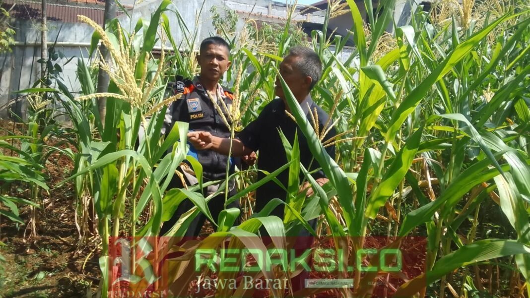 Polsek Pasawahan Dorong Ketahanan Pangan Lewat Pemanfaatan Pekarangan Rumah Polsek Pasawahan Dorong Ketahanan Pangan Lewat Pemanfaatan Pekarangan Rumah
