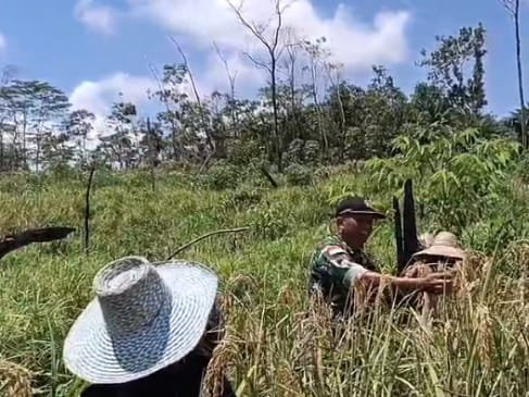 Sinergi TNI dan Petani, Kodim 1209/Bengkayang Sukseskan Panen Padi Guna Dukung Ketahanan Pangan Sinergi TNI dan Petani, Kodim 1209/Bengkayang Sukseskan Panen Padi Guna Dukung Ketahanan Pangan
