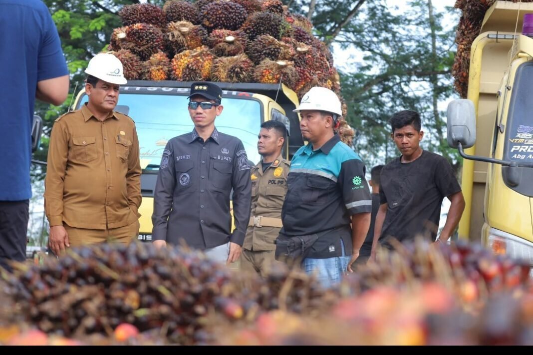 Bupati Tarmizi Lakukan Sidak ke Pabrik Kelapa Sawit Cek Harga Pembelian TBS Masyarakat Oleh Perusahaan Bupati Tarmizi Lakukan Sidak ke Pabrik Kelapa Sawit Cek Harga Pembelian TBS Masyarakat Oleh Perusahaan
